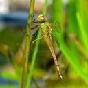 Image of Anax ephippiger imported from iNaturalist.