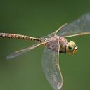 Image of Anax papuensis imported from iNaturalist.