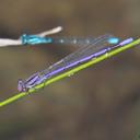 Image of Argia fumipennis imported from iNaturalist.