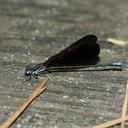 Image of Argia fumipennis imported from iNaturalist.