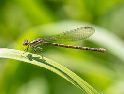 Female Variable Dancer
