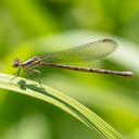 Female Variable Dancer