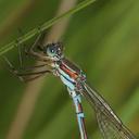 Image of Austrolestes cingulatus imported from iNaturalist.