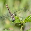 Image of Brachythemis leucosticta imported from iNaturalist.