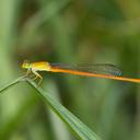 Image of Ceriagrion glabrum imported from iNaturalist.