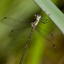 Image of Chlorolestes fasciatus imported from iNaturalist.