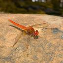 Image of Crocothemis sanguinolenta imported from iNaturalist.