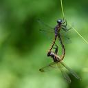 Image of Dasythemis venosa imported from iNaturalist.