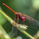 Image of Dythemis rufinervis imported from iNaturalist.