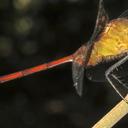 Image of Erythemis haematogastra imported from iNaturalist.