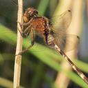 Image of Erythemis plebeja imported from iNaturalist.