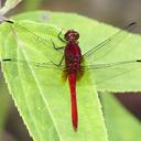 Image of Erythrodiplax castanea imported from iNaturalist.