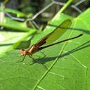 Image of Hetaerina auripennis imported from iNaturalist.