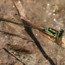 Image of Ischnura denticollis imported from iNaturalist.