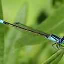 Image of Ischnura heterosticta imported from iNaturalist.