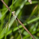 Image of Lestes plagiatus imported from iNaturalist.