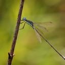 Image of Lestes virgatus imported from iNaturalist.