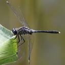 Image of Leucorrhinia albifrons imported from iNaturalist.