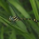 Image of Macrogomphus parallelogramma imported from iNaturalist.