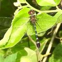 Image of Macrothemis hemichlora imported from iNaturalist.