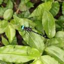 Image of Macrothemis tessellata imported from iNaturalist.