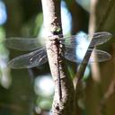 Image of Neuraeschna costalis imported from iNaturalist.