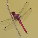 Image of Orthemis discolor imported from iNaturalist.