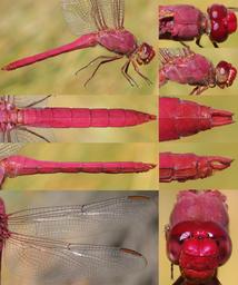 Orthemis discolor male