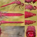 Orthemis discolor male