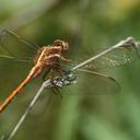 Image of Orthetrum caffrum imported from iNaturalist.