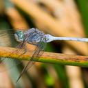 Image of Orthetrum chrysostigma imported from iNaturalist.