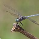 Image of Orthetrum stemmale imported from iNaturalist.