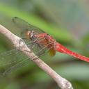 Image of Orthetrum testaceum imported from iNaturalist.