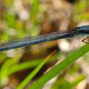 Image of Pseudagrion caffrum imported from iNaturalist.