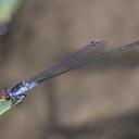 Image of Pseudagrion pruinosum imported from iNaturalist.