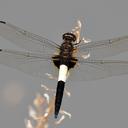 Image of Pseudothemis zonata imported from iNaturalist.