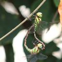 Image of Remartinia luteipennis imported from iNaturalist.