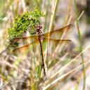 Image of Syncordulia gracilis imported from iNaturalist.