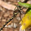 Image of Synthemis eustalacta imported from iNaturalist.