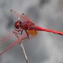 Image of Trithemis arteriosa imported from iNaturalist.