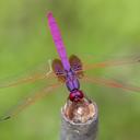 Image of Trithemis aurora imported from iNaturalist.