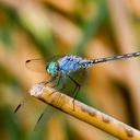 Image of Trithemis stictica imported from iNaturalist.