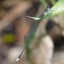 Image of Allocnemis abbotti imported from iNaturalist.