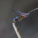 Image of Elasmothemis constricta imported from iNaturalist.