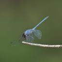 Image of Trithemis donaldsoni imported from iNaturalist.