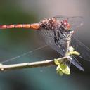 Image of Elasmothemis cannacrioides imported from iNaturalist.