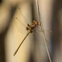 Image of Macrothemis heteronycha imported from iNaturalist.