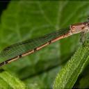 Image of Oxyagrion ablutum imported from iNaturalist.