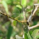 Image of Phyllocycla viridipleuris imported from iNaturalist.