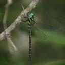 Image of Remartinia secreta imported from iNaturalist.